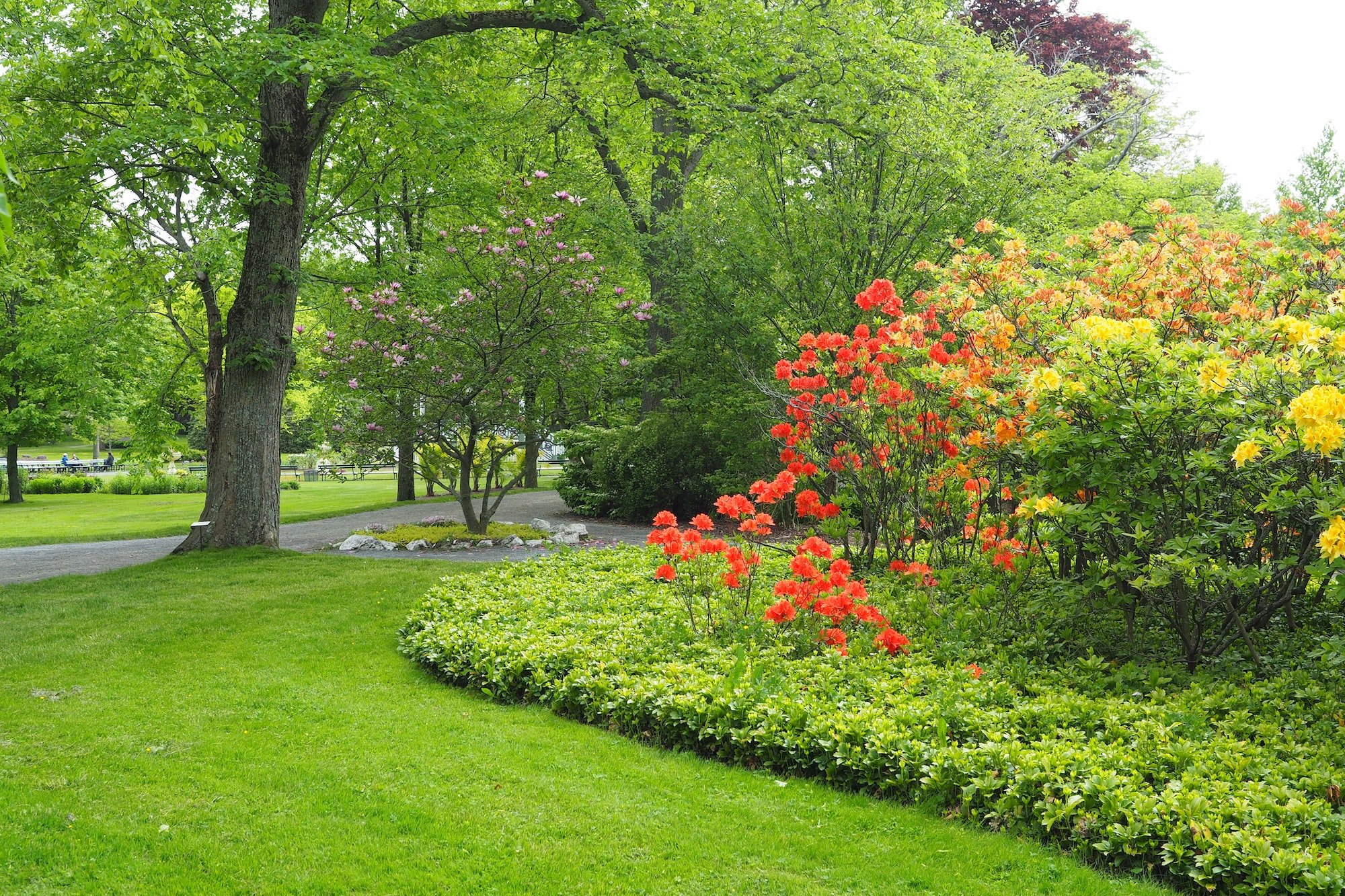 Park with green lawn and orange flowers in Halifax, Canada