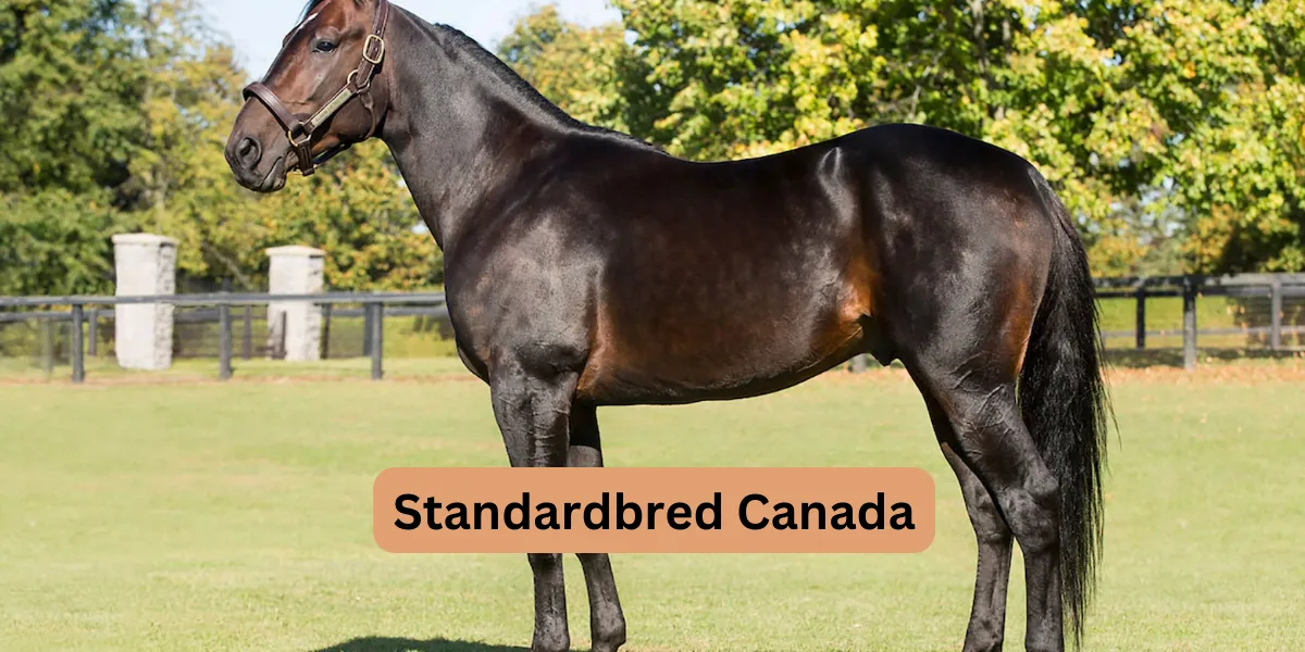 Standardbred Canada