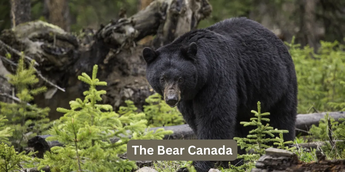 The Bear Canada