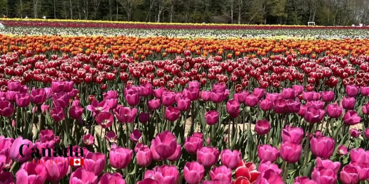 How To Best Enjoy Jp Niagara Tulip Experience