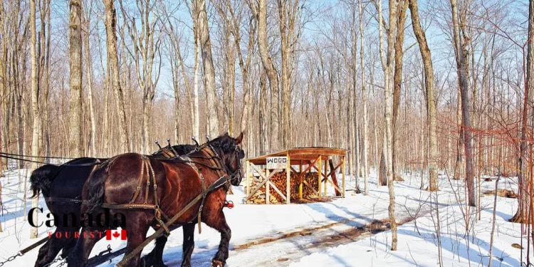 What Are The Best Maple Farms In Ontario?