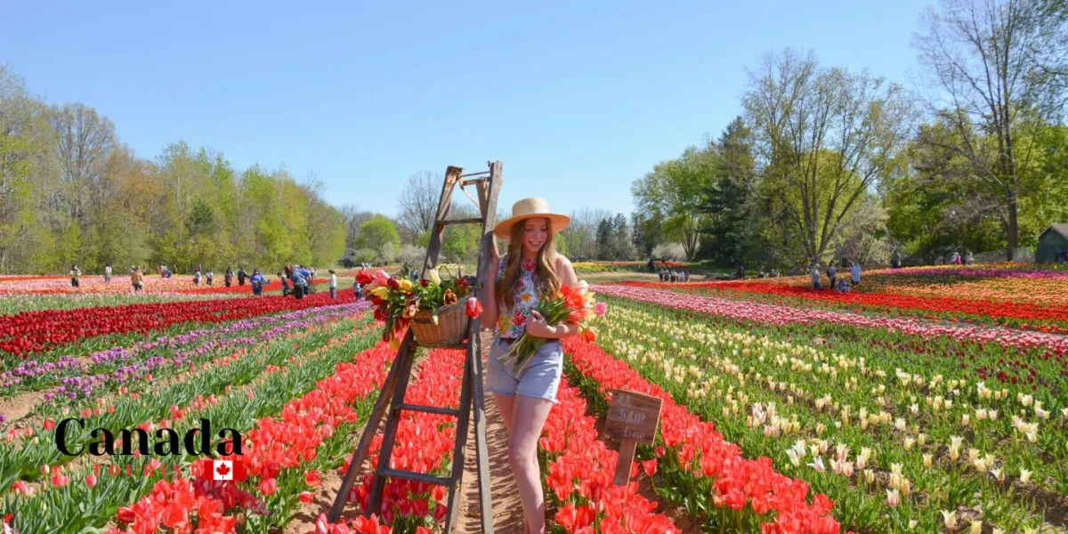 How To Best Enjoy Jp Niagara Tulip Experience