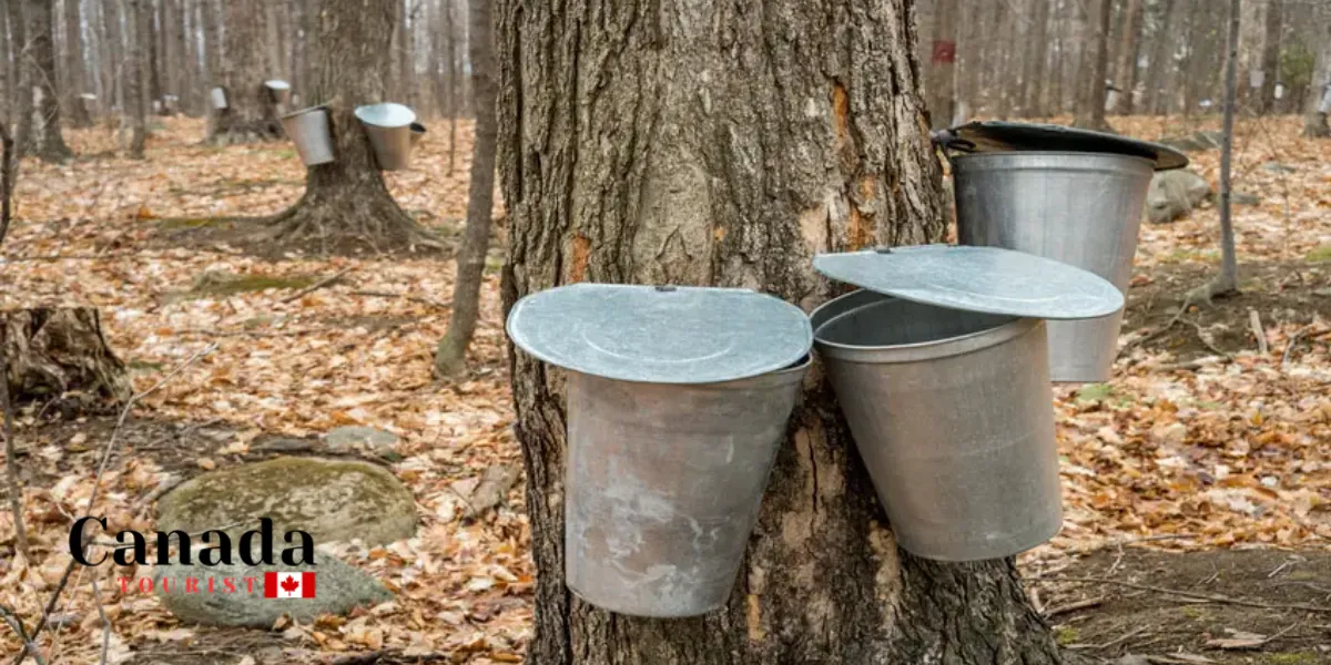 Best Maple Festivals & Events In Ontario