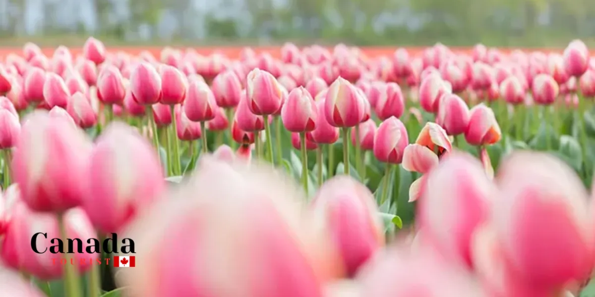 How To Best Enjoy Jp Niagara Tulip Experience