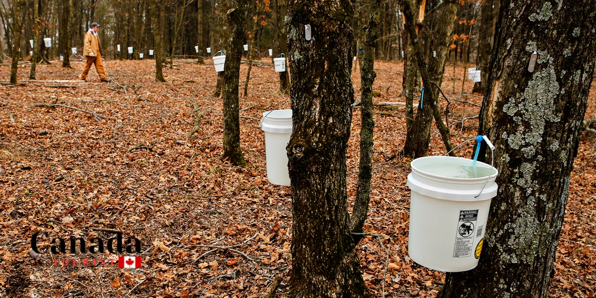 What Are The Best Maple Farms In Ontario?