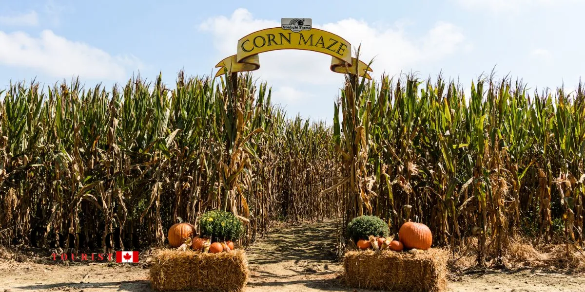 Pumpkin Patches and Corn Mazes