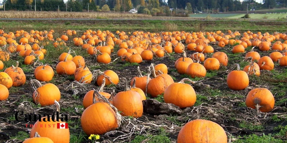 Best Fall Activities In Ontario