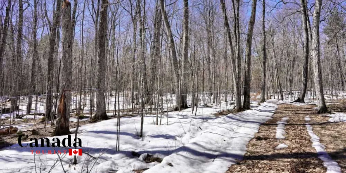 What Are The Best Maple Farms In Ontario?