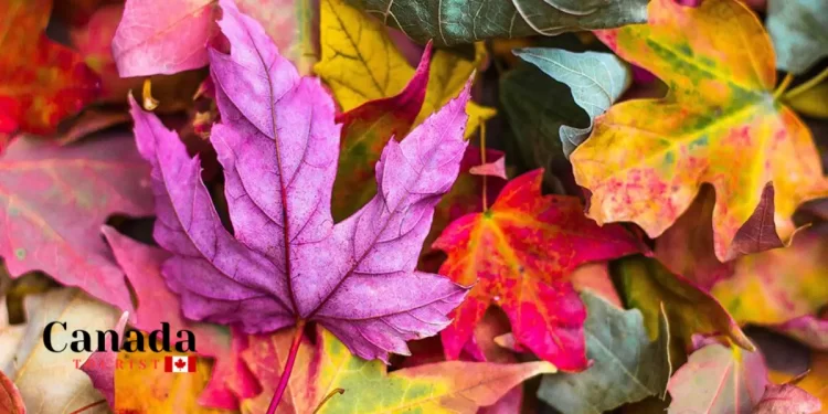 Things To Do With Spectacular Fall Colour Views