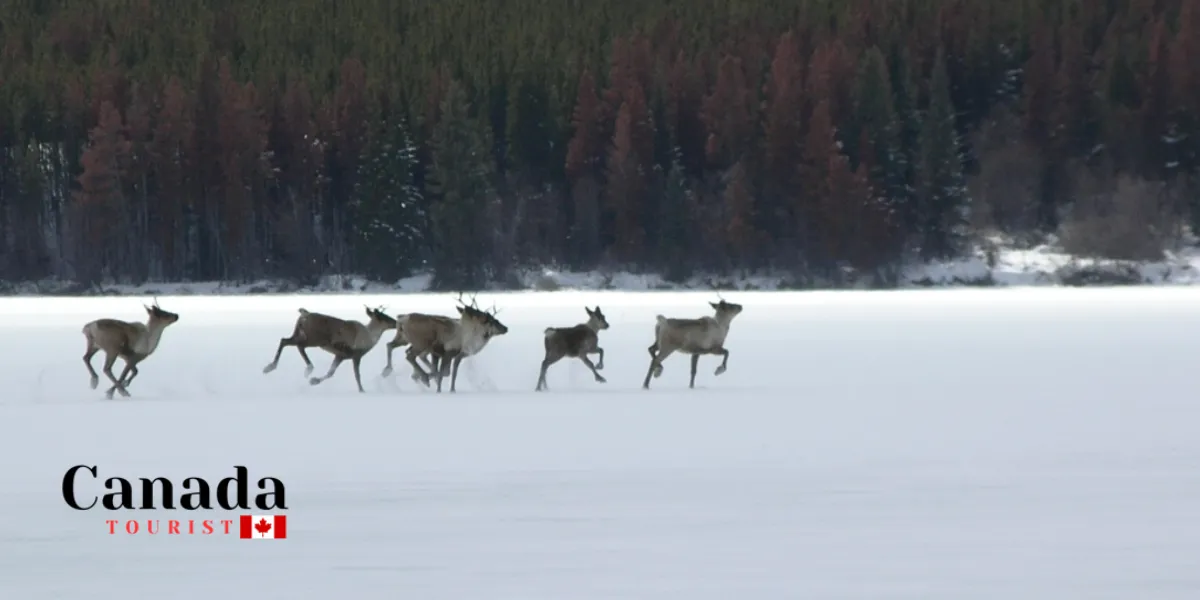 Ontario’S Best Winter Activities To Try This Year