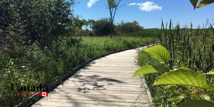 Wye Marsh Announces Free Trail Access For Indigenous People