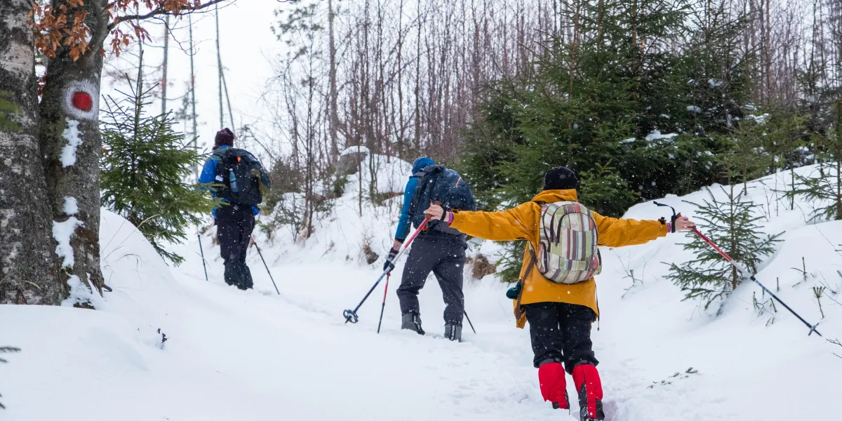 Treetop Trekking Treewalk Village Is Open This Winter