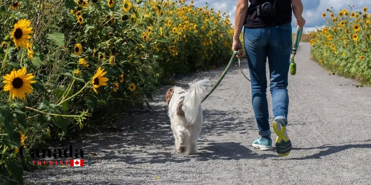 Flower Power: The Best Places To Walk Among Sunflowers In Ontario