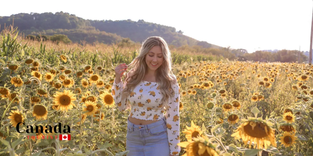 Flower Power: The Best Places To Walk Among Sunflowers In Ontario