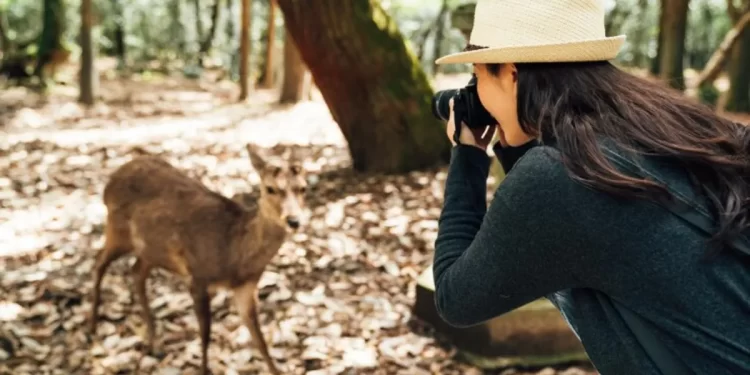 Exploring Canada's Wildlife: A Natural Exploration