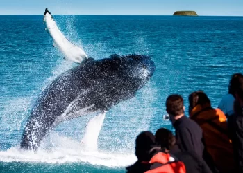 Everything You Want To Know About Whale Watching In Canada