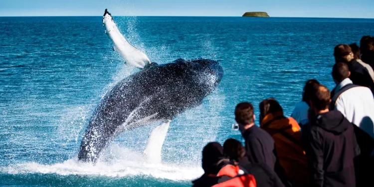 Everything You Want To Know About Whale Watching In Canada