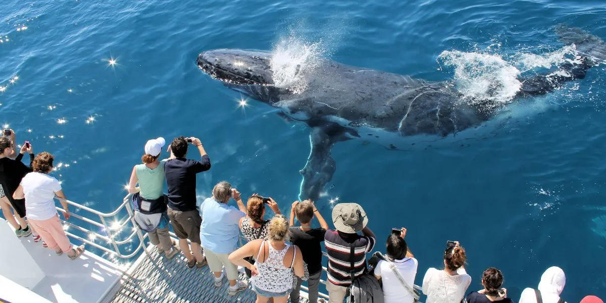 Everything You Want To Know About Whale Watching In Canada